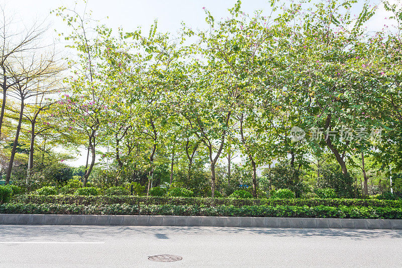 街道和绿树的珠江公园在春天