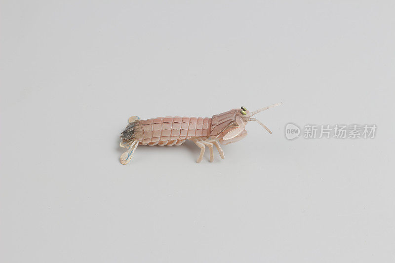孔雀螳螂虾的塑料俑
