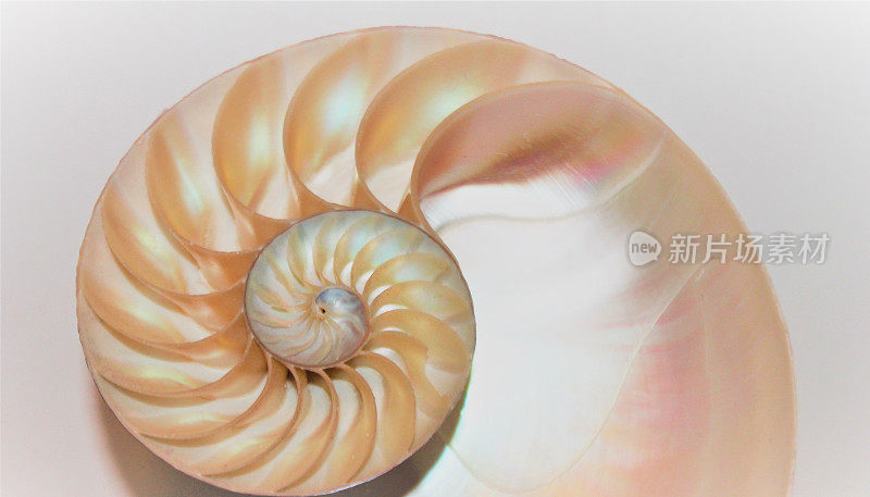 鹦鹉螺壳斐波那契对称截面螺旋结构生长黄金比例(鹦鹉螺庞皮利斯)海贝半切片