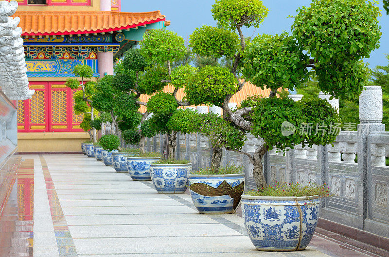 中国寺庙里的盆景树。