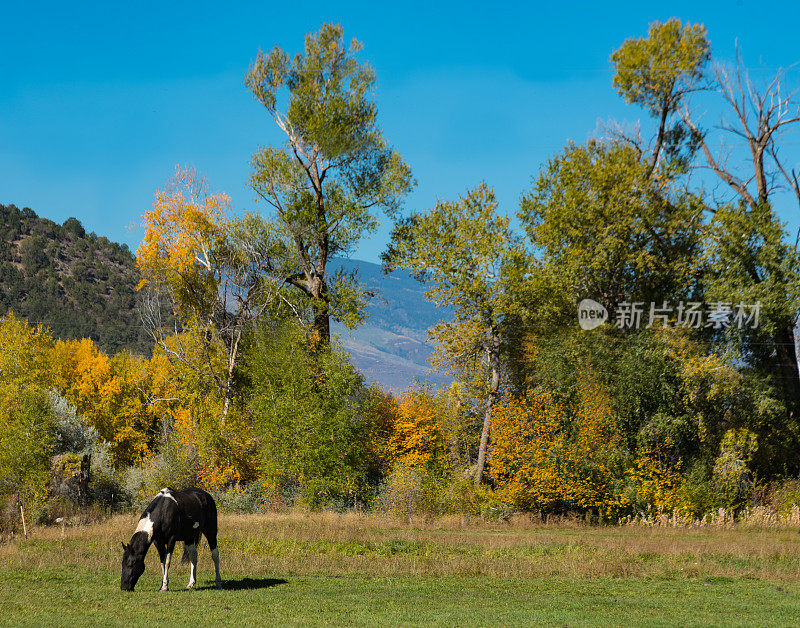 孤马在山上的牧场上吃草