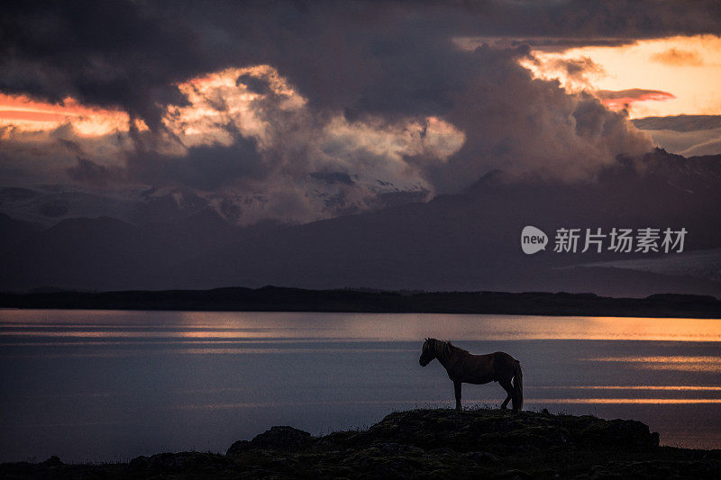 美丽的冰岛马在海边日落