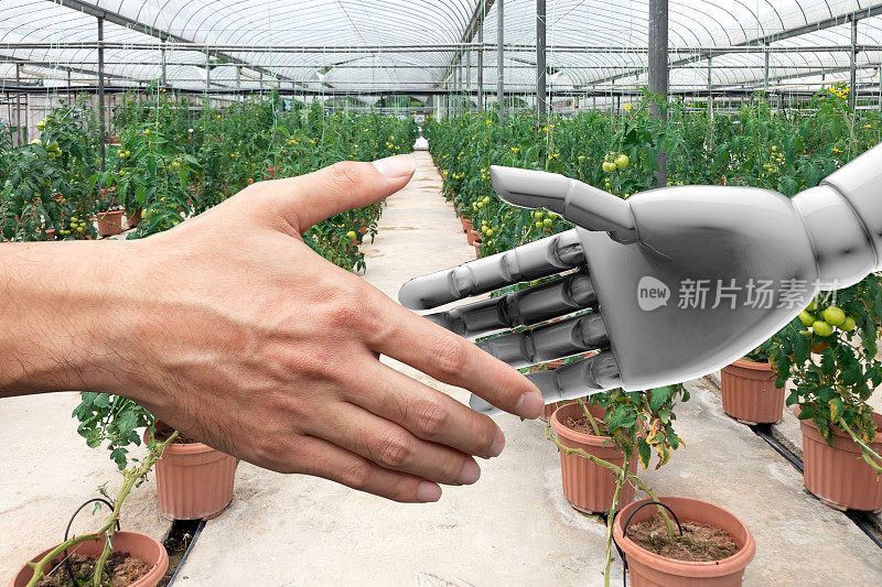 智能农业，人工智能(AI)顾问或机器人顾问技术。握手的果园农民和自动化机器人具有自动化物联网智能蔬菜农场背景。