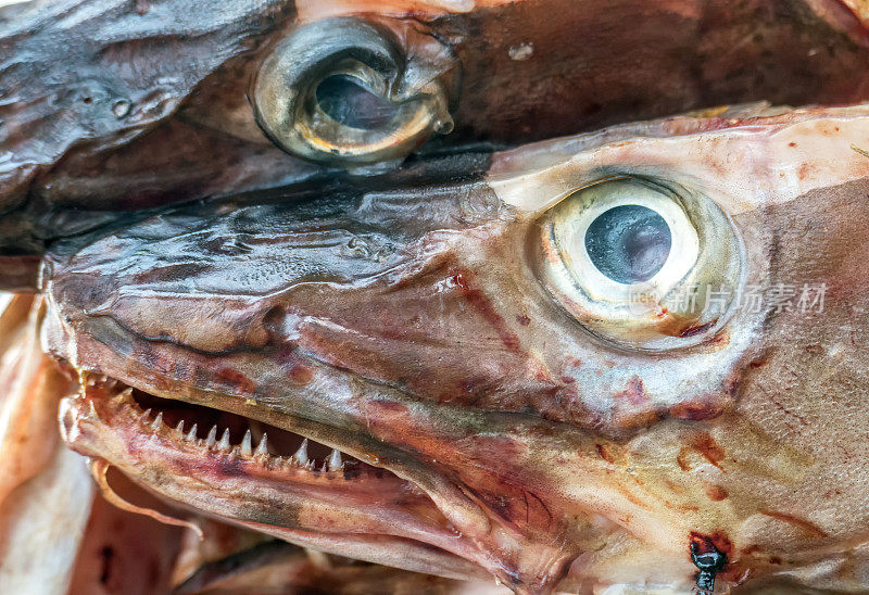 在挪威罗浮敦群岛斯沃瓦尔的木架子上晒鳕鱼头的特写