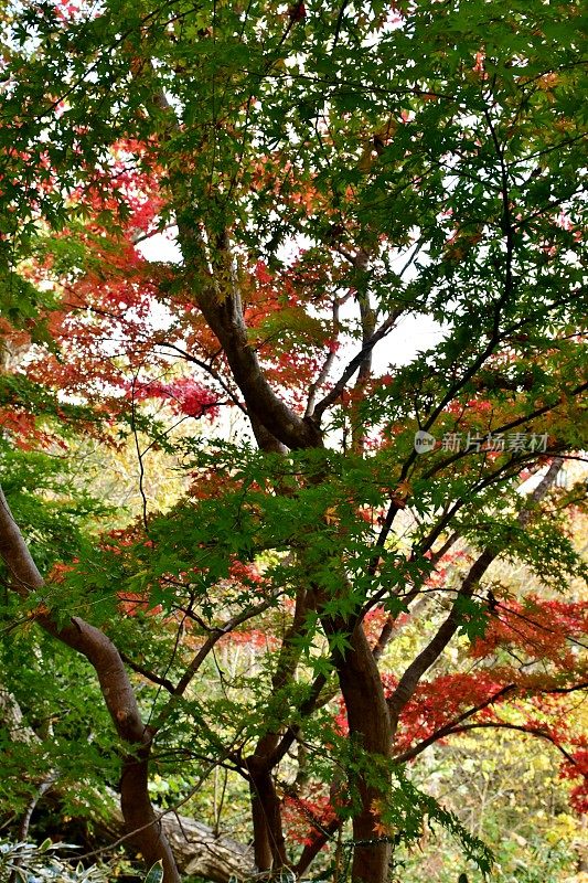 东京八王子市高雄山的秋叶