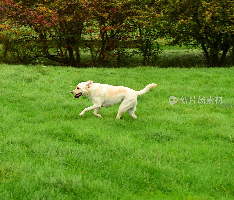 在牧场上奔跑的拉布拉多寻回犬