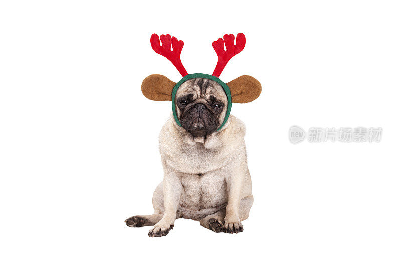 可爱的哈巴狗狗戴着圣诞驯鹿角的冠冕，坐下来，看起来脾气暴躁