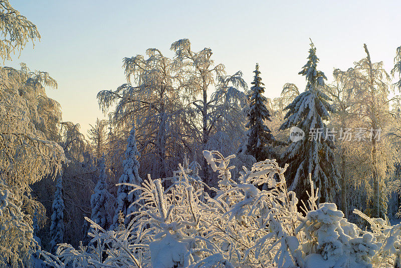 冬天的森林景观在一个晴朗的霜冻的日子:树木覆盖着耀眼的雪，对抗着蓝色的天空