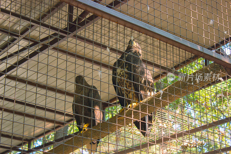 动物园笼子里的鹰