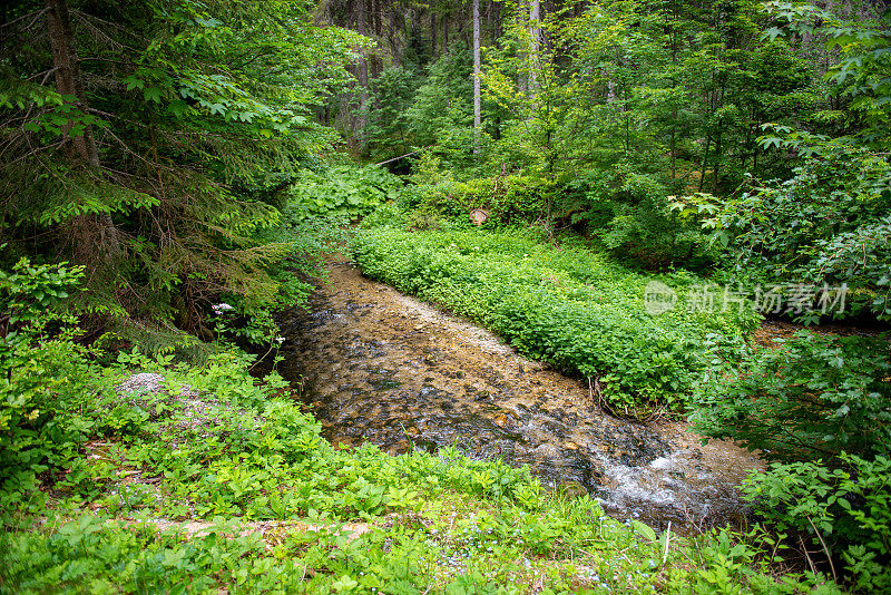 奥地利阿尔卑斯山的一条小溪