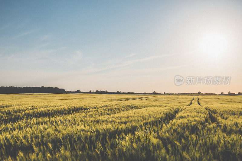 美丽的日落在麦田