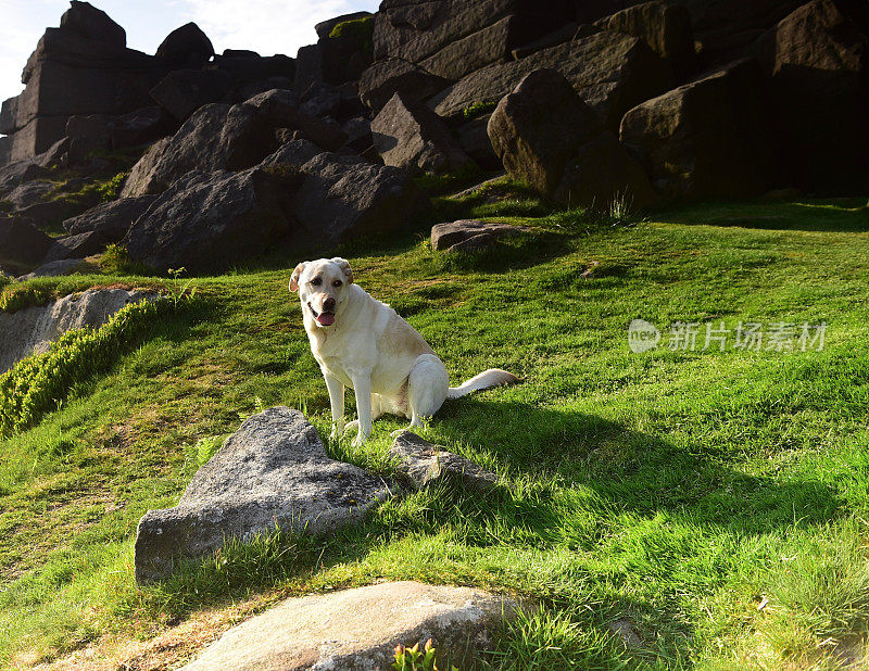 峰区拉布拉多寻回犬