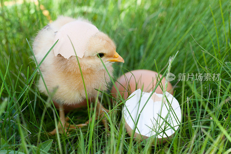 小鸡破蛋壳，蛋在绿草里