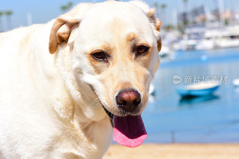 纽波特海滩港的拉布拉多寻回犬