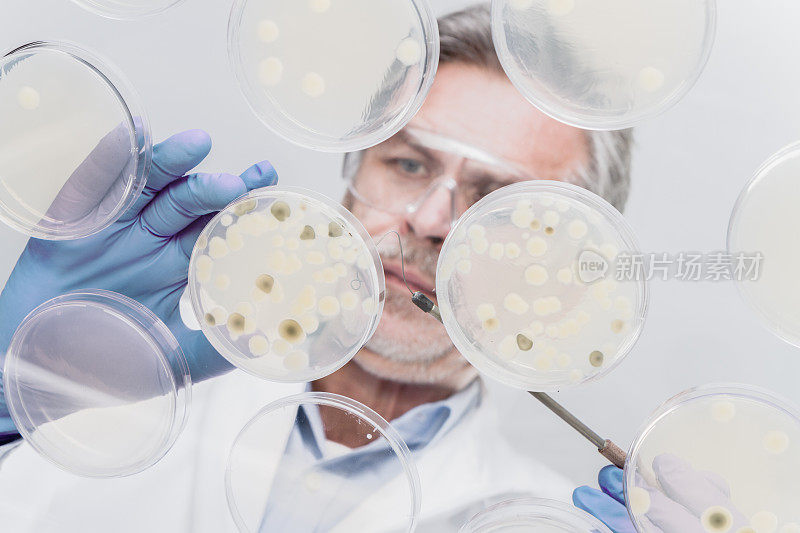 高级生命科学研究员嫁接细菌。