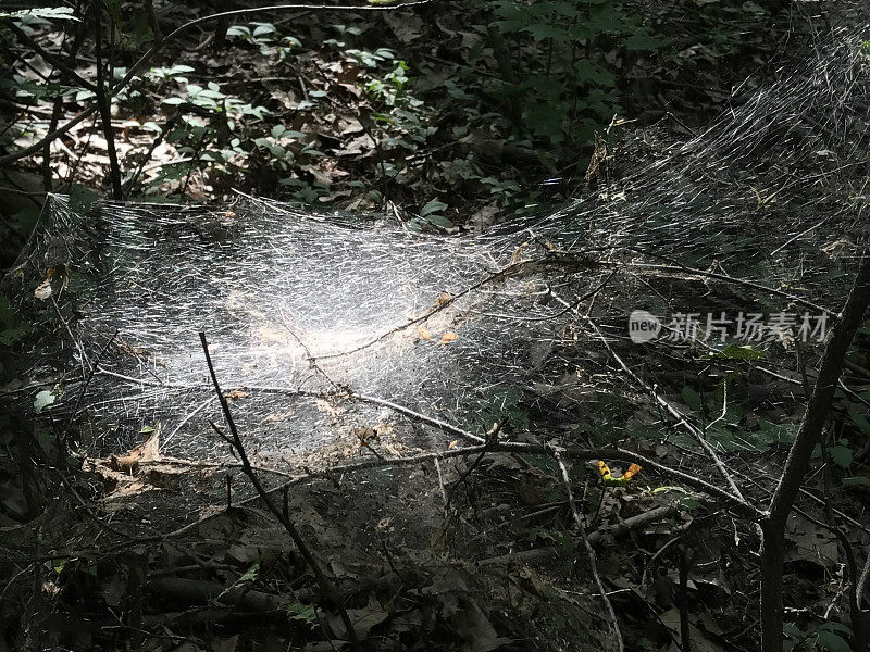 蜘蛛网织女蜘蛛在一棵小树上织网