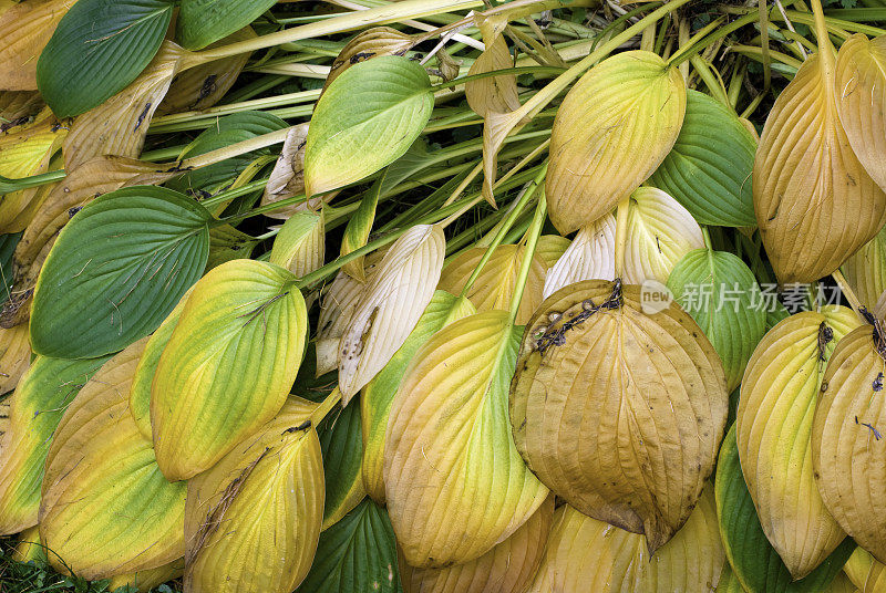 玉簪属草本植物叶子