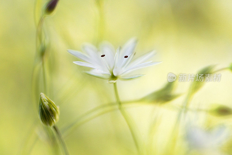 绣草白色夏季花特写-星草