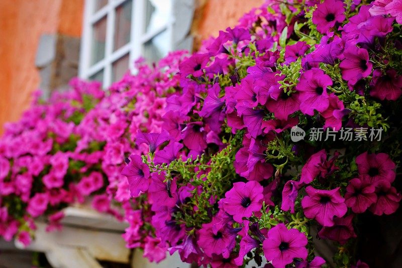 美丽的紫色牵牛花在夏天装饰窗户的花盆里