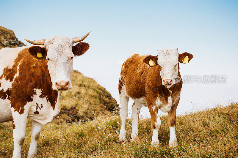 奶牛站在绿色的田野上，看着摄像机