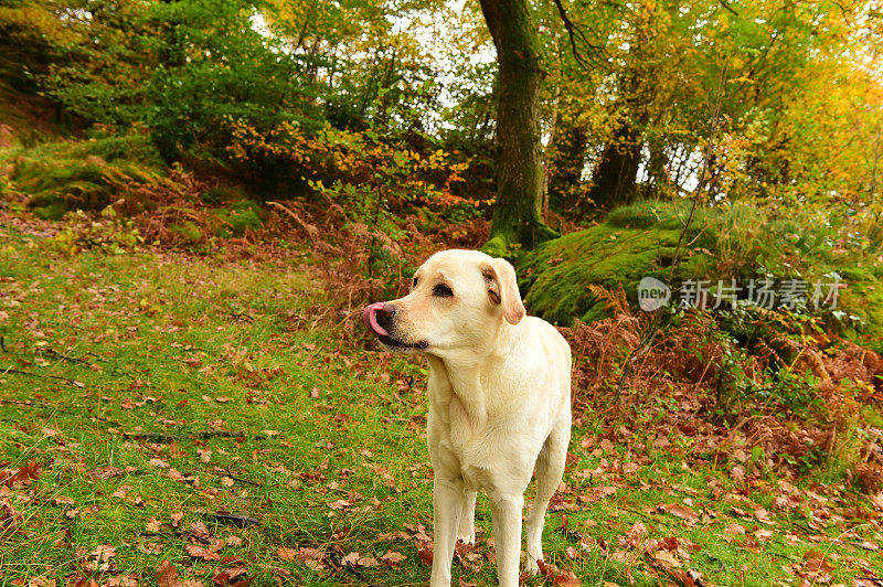 湖区的拉布拉多寻回犬