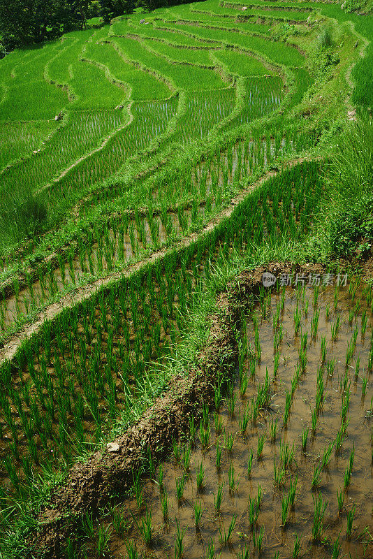 梯田式的绿色稻田