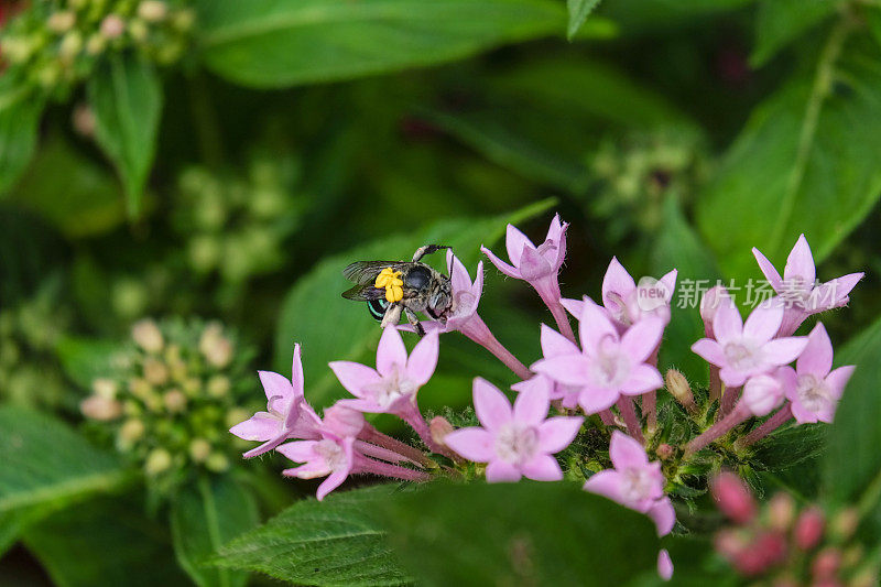 带黄色花粉的蓝色带的蜜蜂