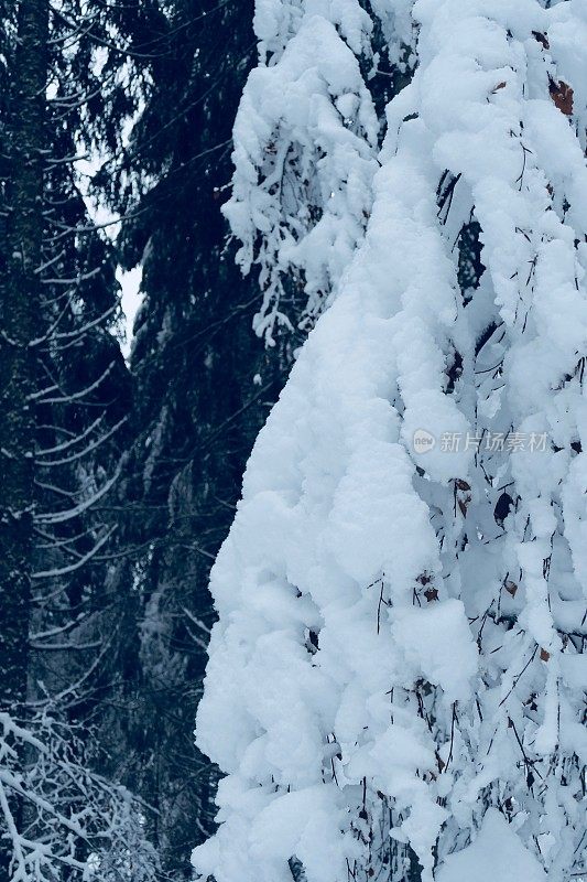 在欧洲阿尔卑斯山脉，冰雪覆盖的冬季景观和森林