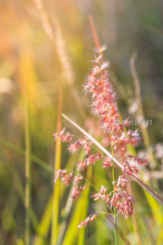 美丽的粉红色的花在绿色的草的背景。