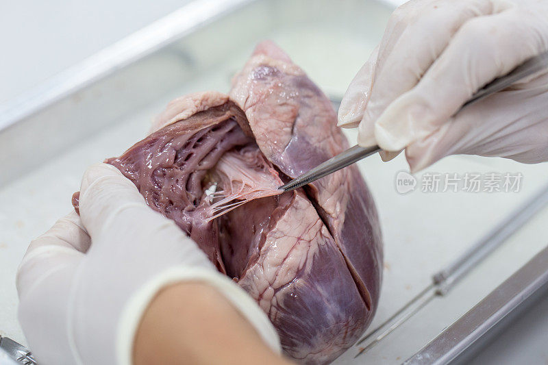 样本手术结构为猪心脏课堂教学。