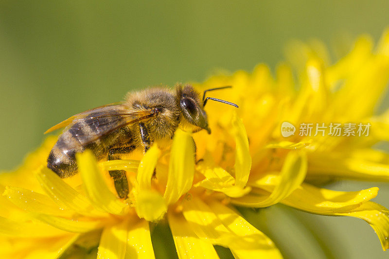 蜜蜂在蒲公英上