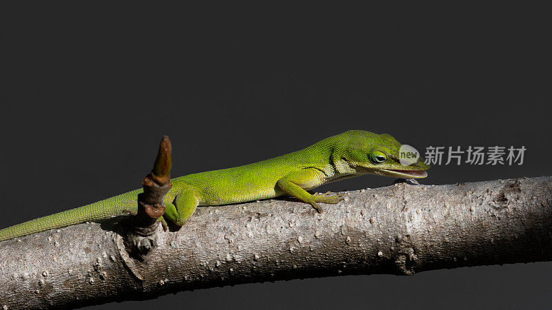 绿变色龙蜥科，观看昆虫，佛罗里达，美国