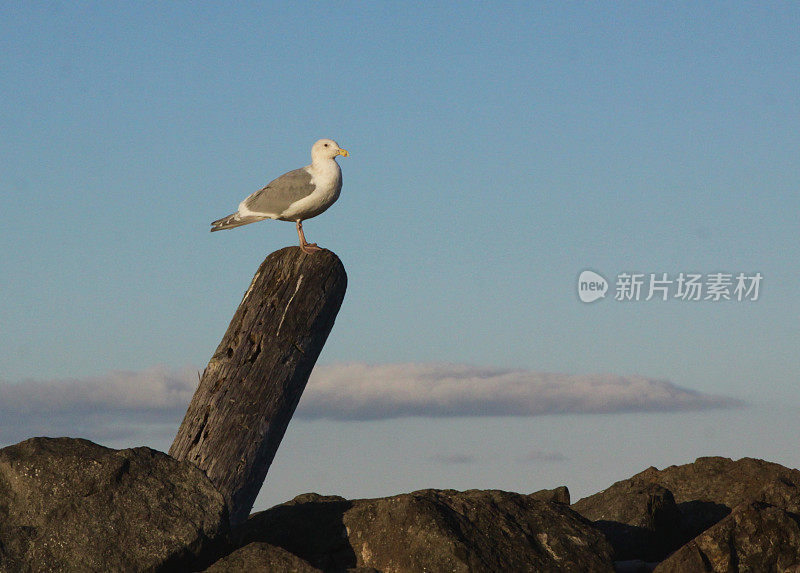 浮木上的海鸥