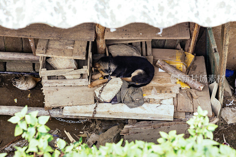 在越南萨帕的猫猫村，带着链子的狗在屋顶下的木板上睡觉，前景是绿色的植物。