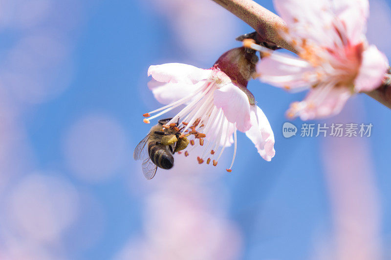 杏花上的蜜蜂