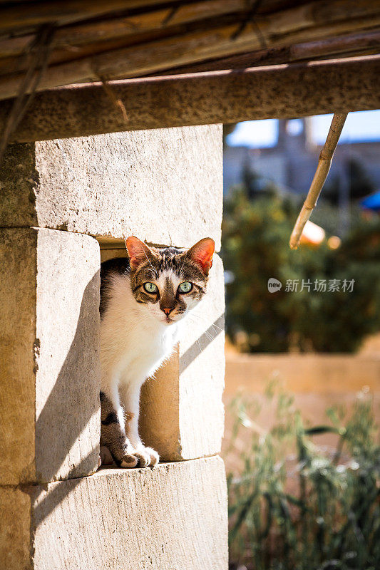 猫躲在外面看摄像机