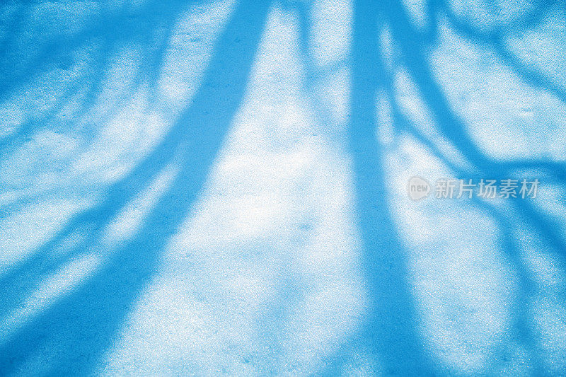 雪中的树影