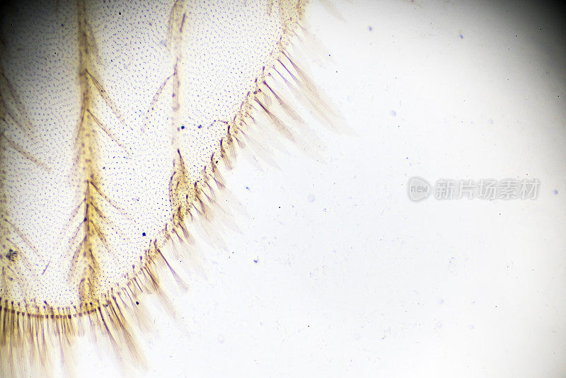 显微镜下的蚊子翅膀