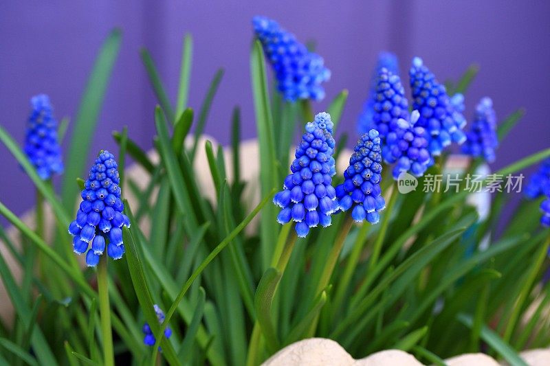 葡萄风信子麝香花