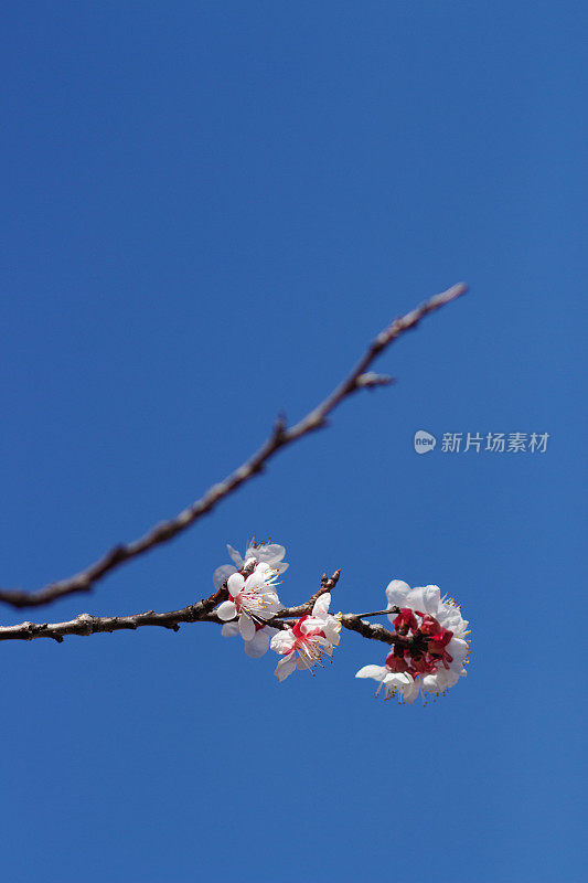 春天的树木在湛蓝的天空下开花