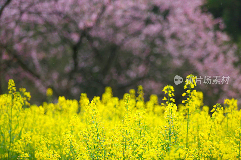 中国婺源的花椰菜和桃花