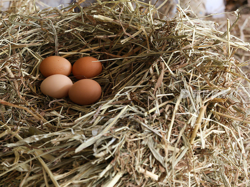 新鲜农场放养在谷仓干草下的有机棕色鸡蛋