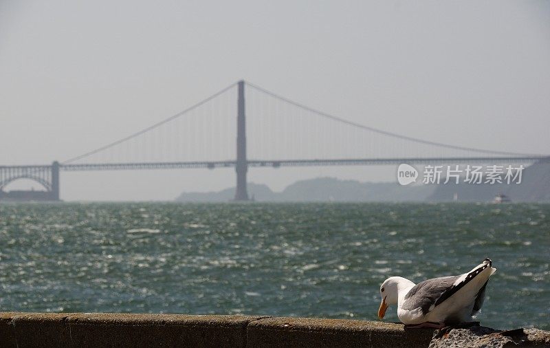 海鸟在行动