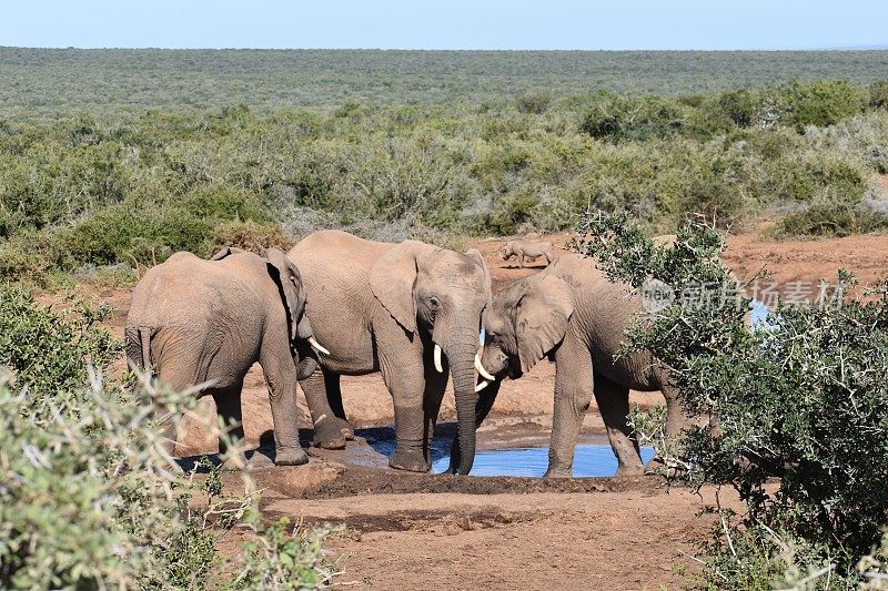 一个大象家族的特写站在一个水坑阿多大象公园在科尔切斯特，南非