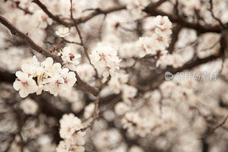 杏树开花