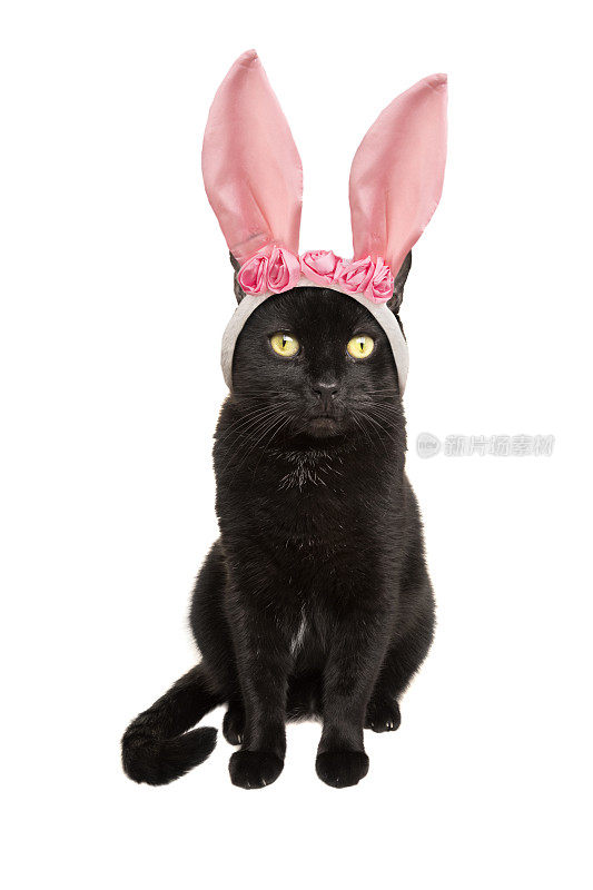 戴着复活节兔子耳朵的黑猫