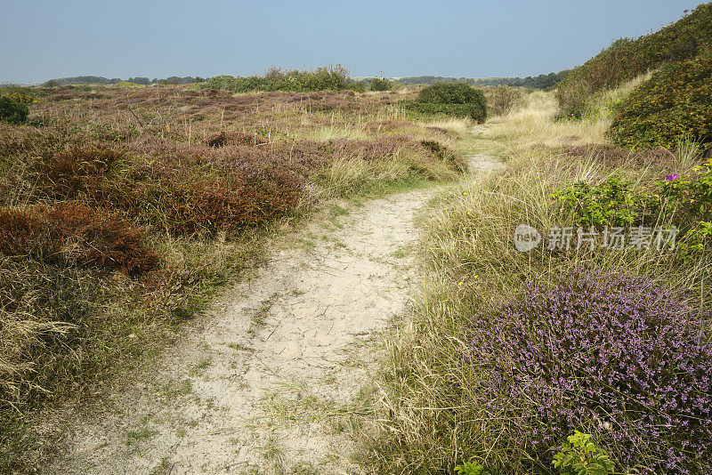 Wangerooge,盛开的花