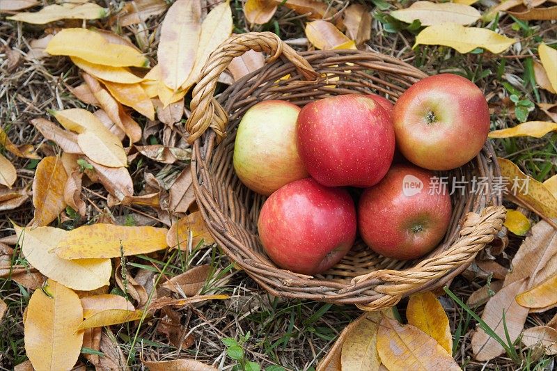 篮子里的苹果散落在地上