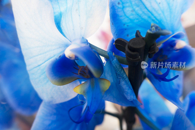 蓝色魔形兰花