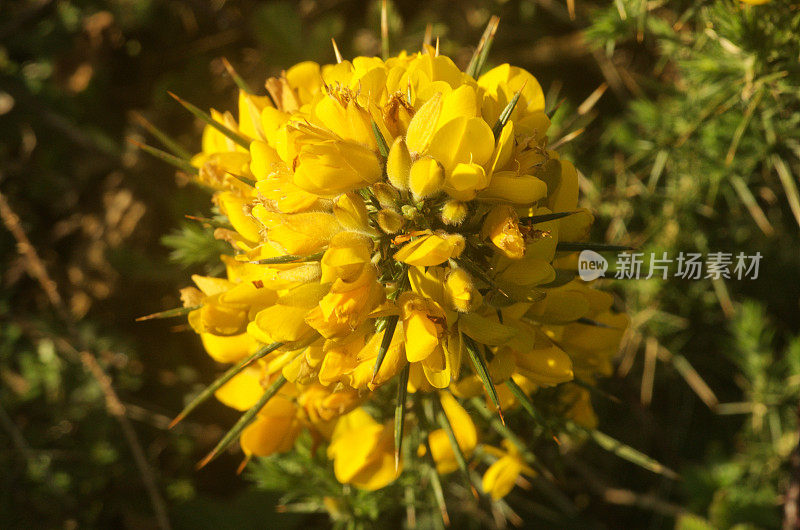 黄金雀花的特写